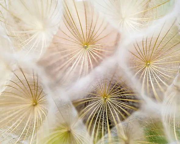 Pusteblume