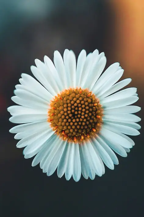 Gänseblümchen