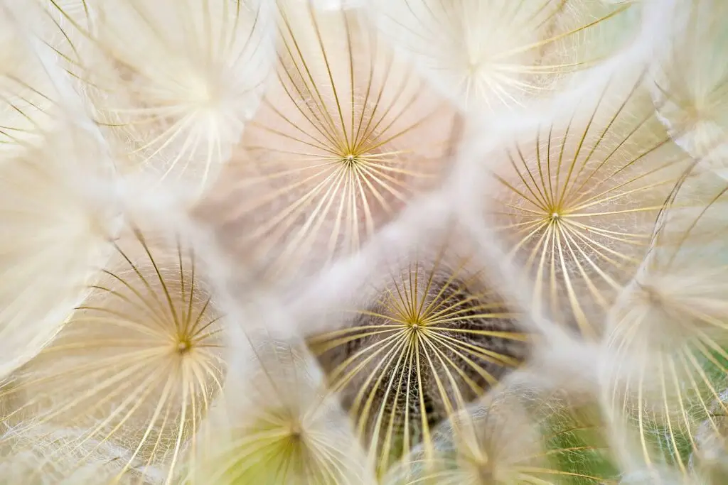 Pusteblume