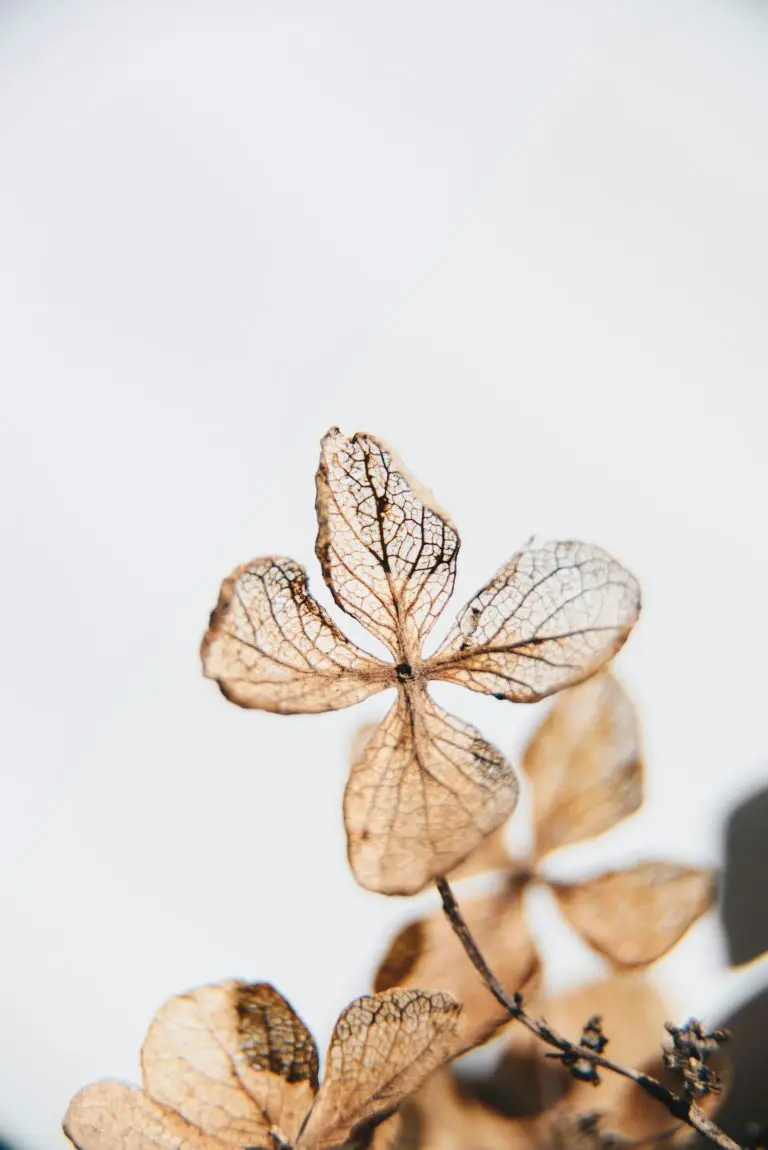 dried flower